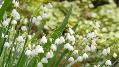 Witte klokjesbloemen van het zomerklokje