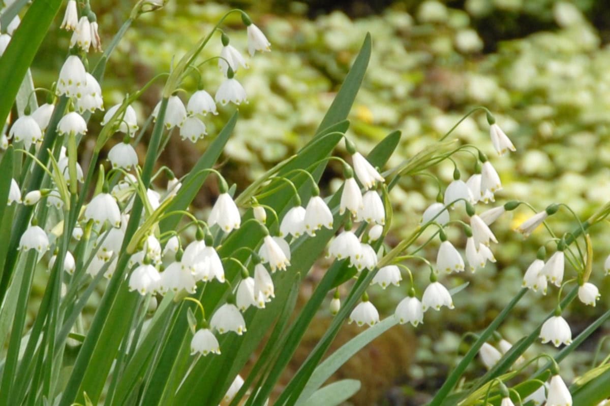 Witte klokjesbloemen van het zomerklokje