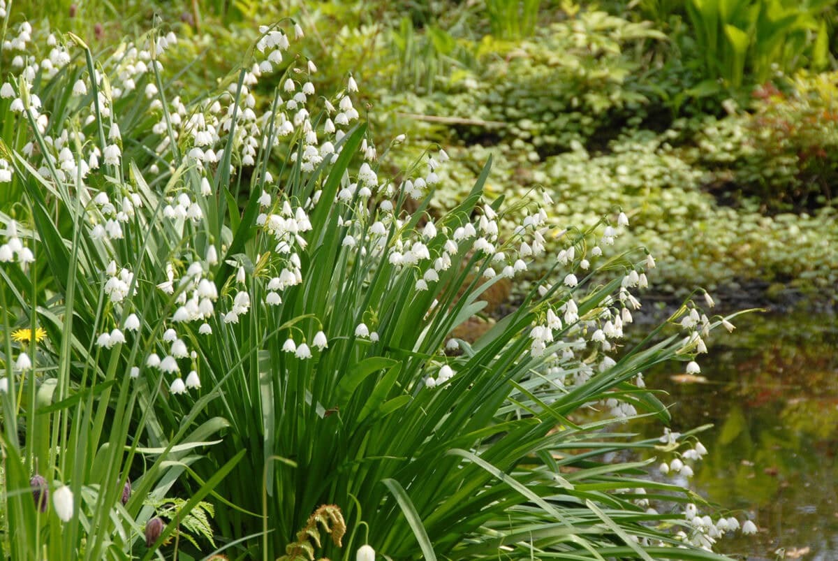 Een flinke bos zomerklokjes met witte bloemen in een tuinborder.