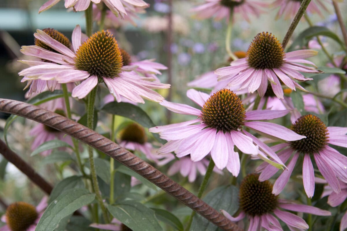 Bloeiende zonnehoed (Echinacea purpurea) met een plantensteun