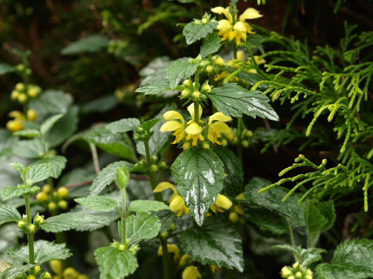 Plant met gele lipbloemen en groen blad met zilverwitte vlekken