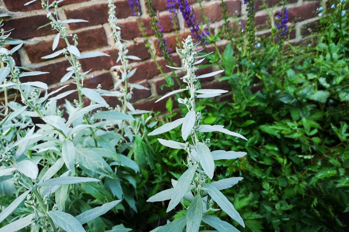 tuinplanten voor in de zon met zilverkleurig blad