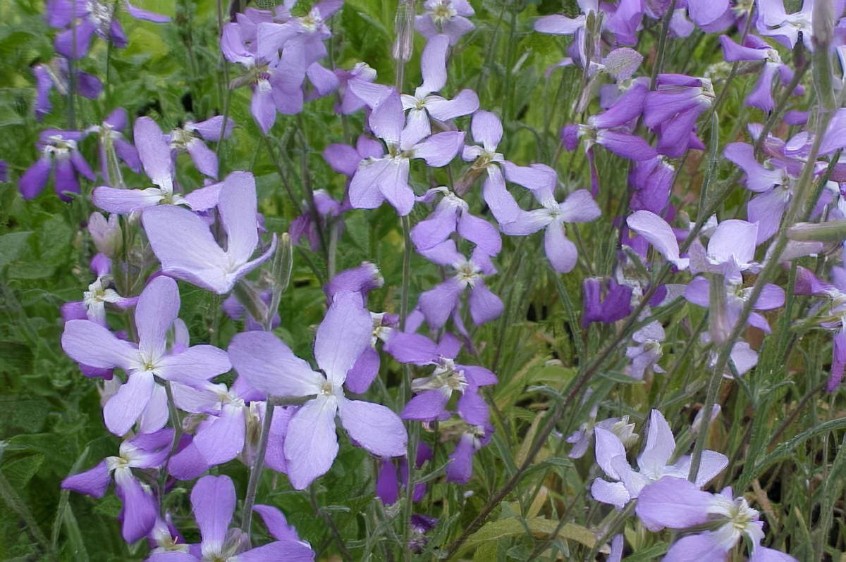 geurende paarse bloemen van deavondviolier