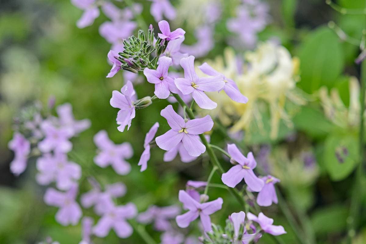 geurende paarse bloemen zomer: damastbloem