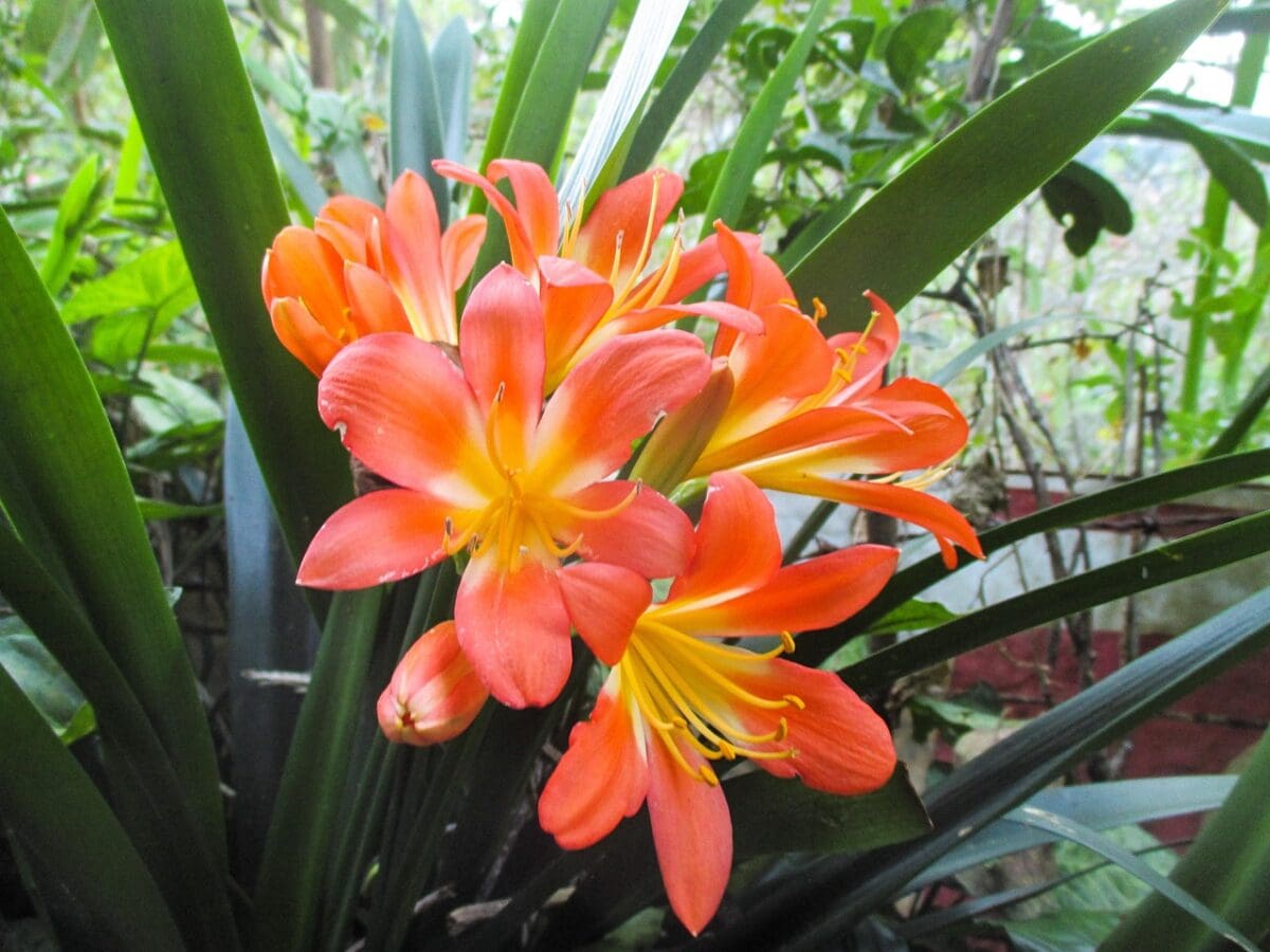 Kamerplant in kas met oranje bloemen en groene bladeren