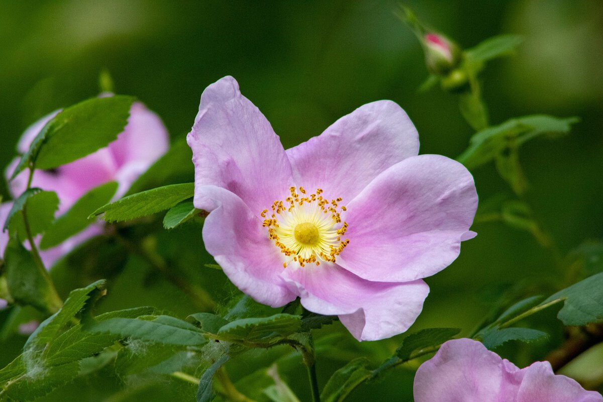 Roze bloem met geel hart aan groene struik.
