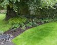 een plantenborder in droge schaduw onder een boom