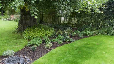 een plantenborder in droge schaduw onder een boom