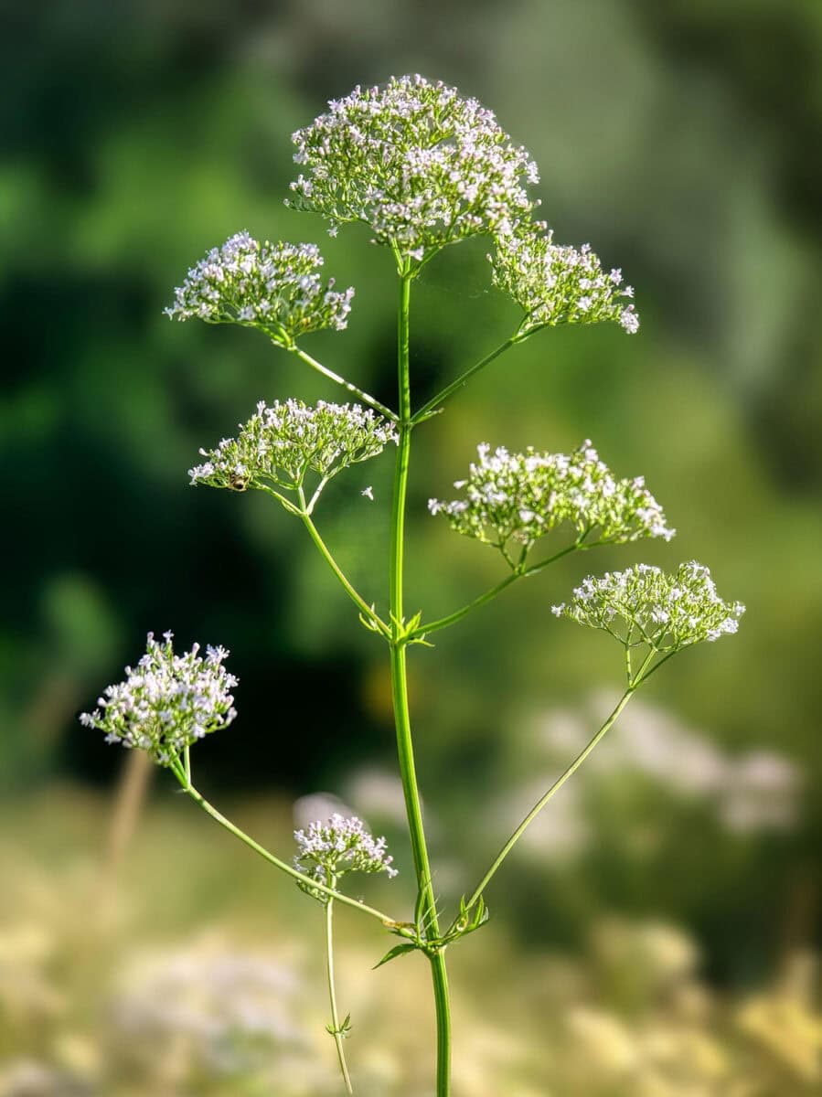 hoge ranke plant met bloementuilen met witte bloemen.