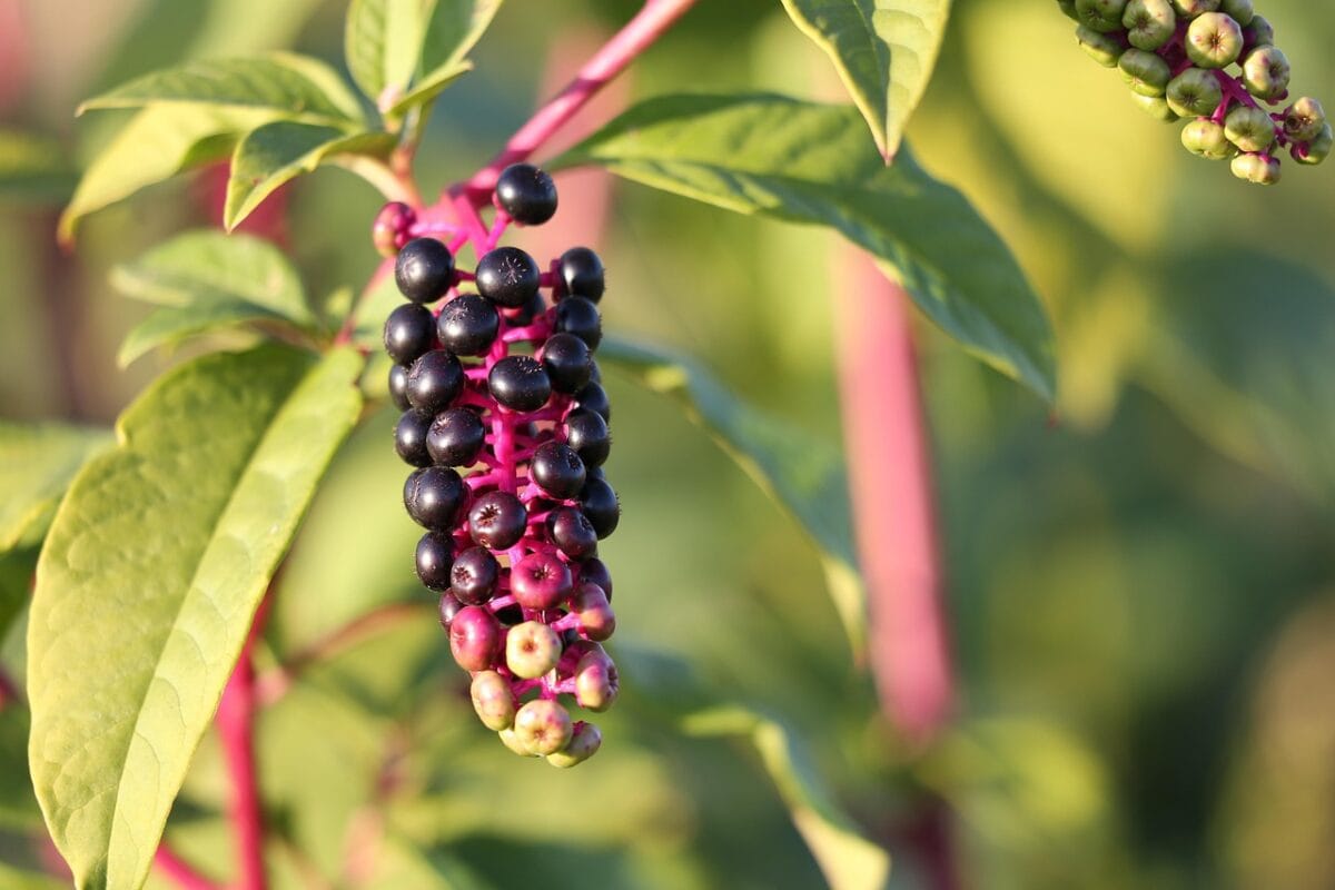 Plant met paarse stengels en tros met dieppaarse bessen.