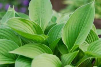 hosta voor groen in de schaduw