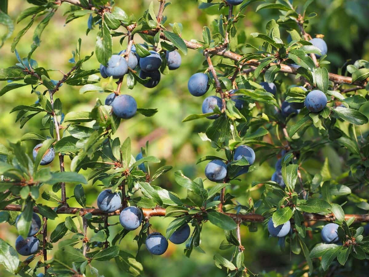 Grote blauwe bessen aan houtige takken met bladeren.
