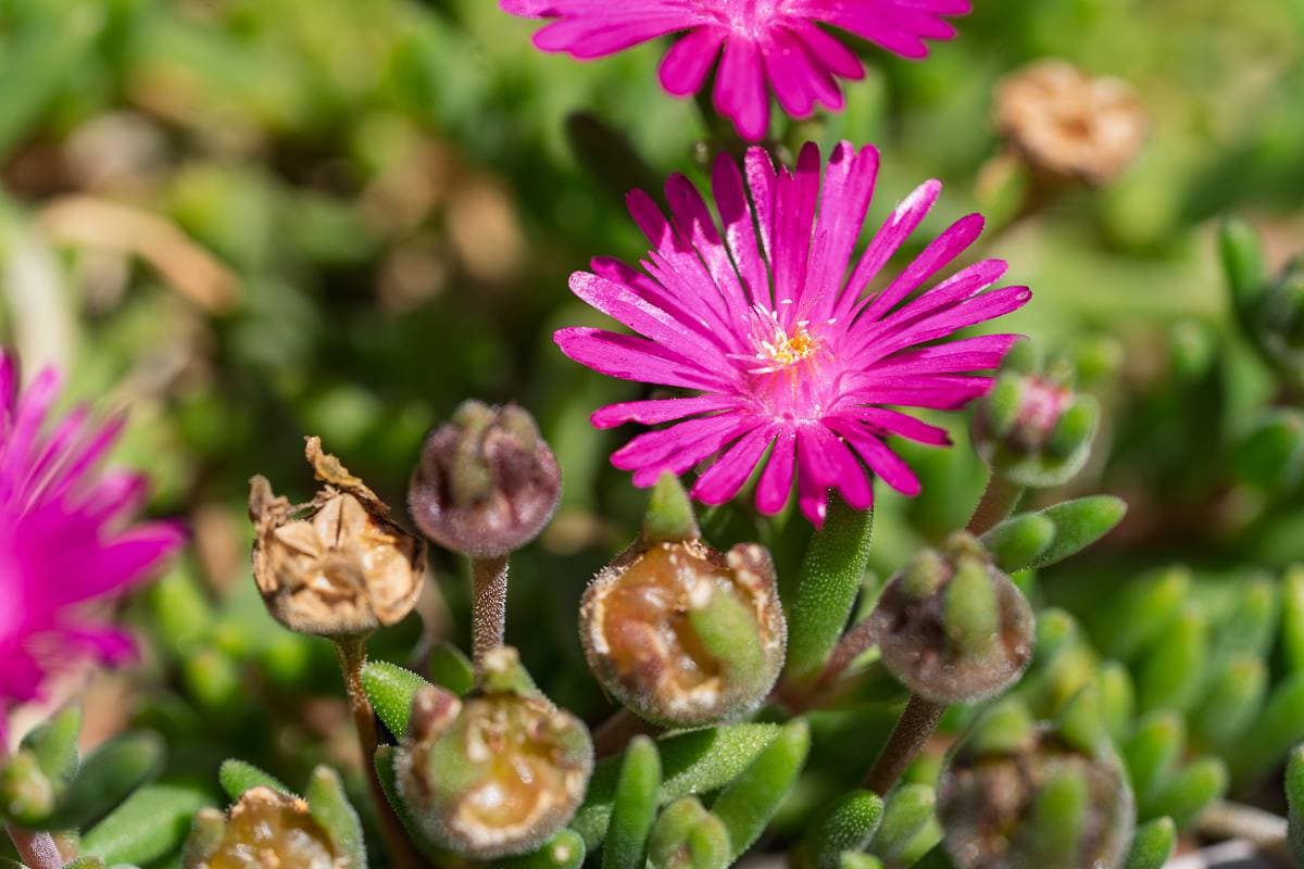De dikke bladeren van ijsbloemen