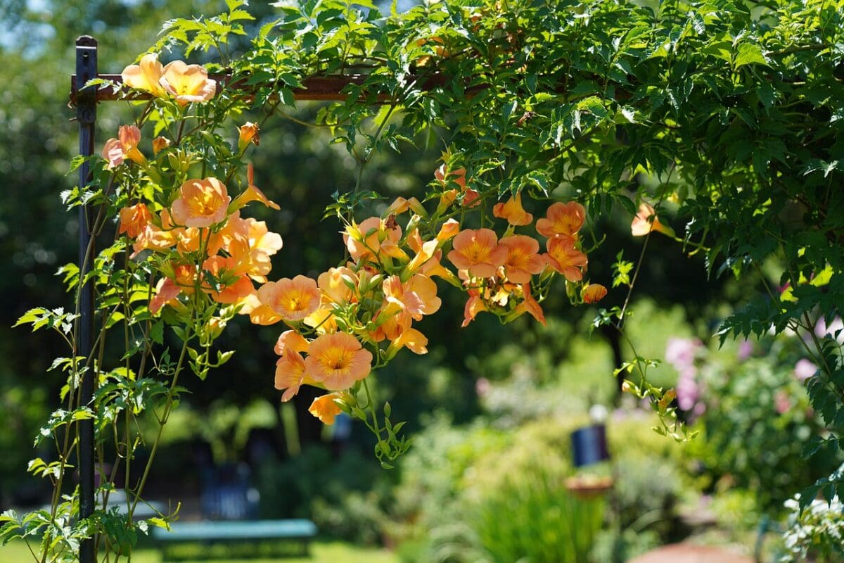 Trompetbloem groeit langs plantensteun