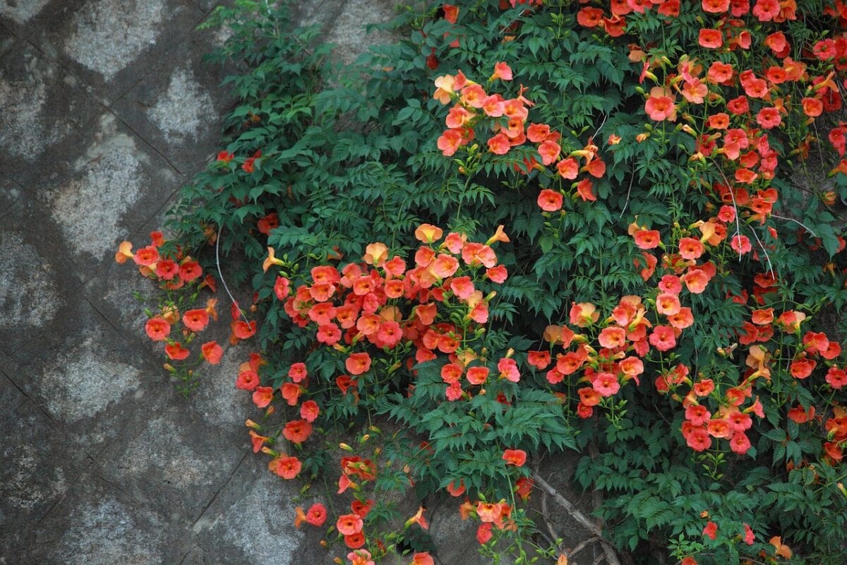 Oranjeroze bloemen met groene bladeren tegen muur