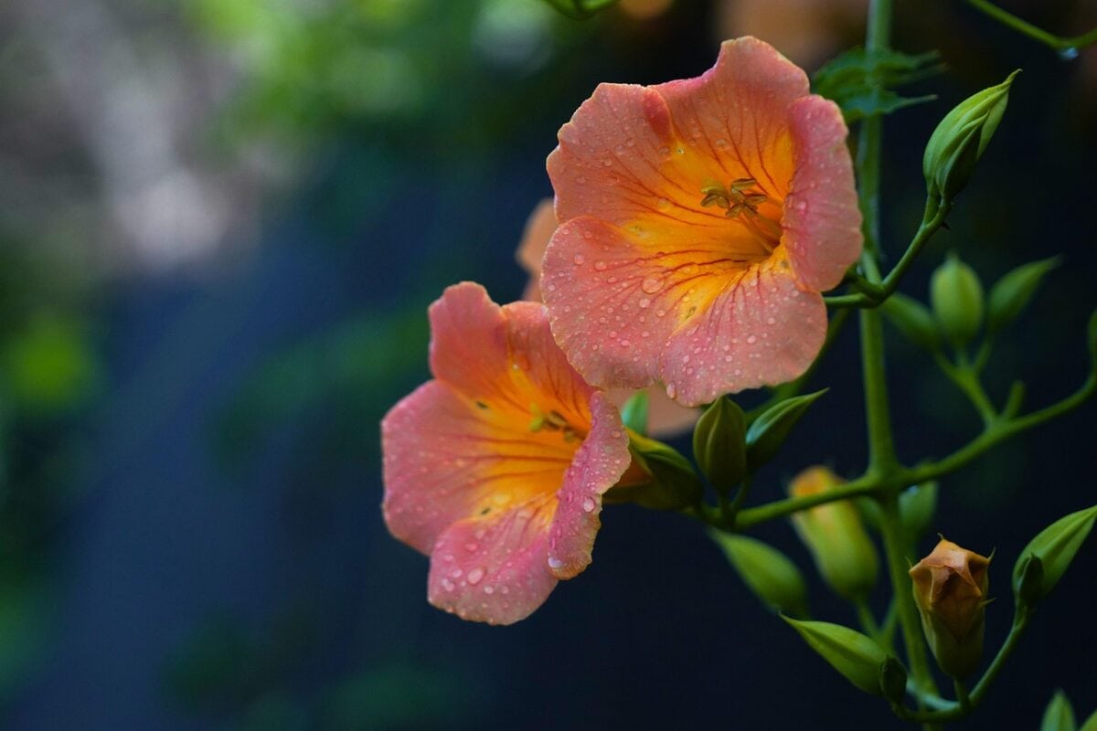 Roze met oranje bloemen met regendruppels.