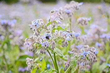 plant met veel haartjes en knalblauwe bloemen