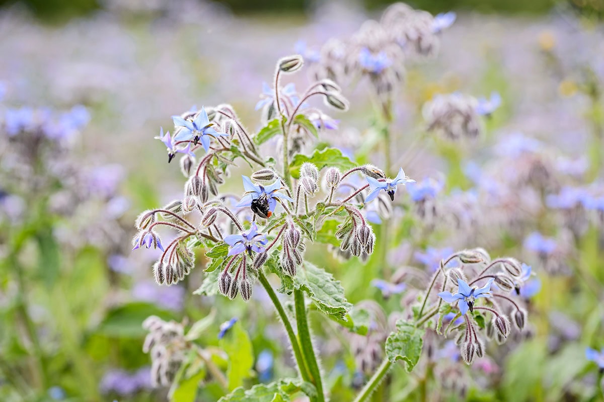 plant met veel haartjes en knalblauwe bloemen