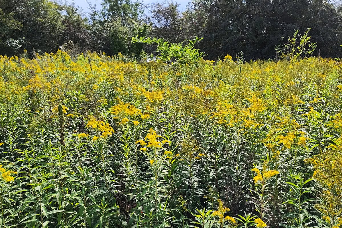Veld vol met hoge planten met gele bloemtrossen