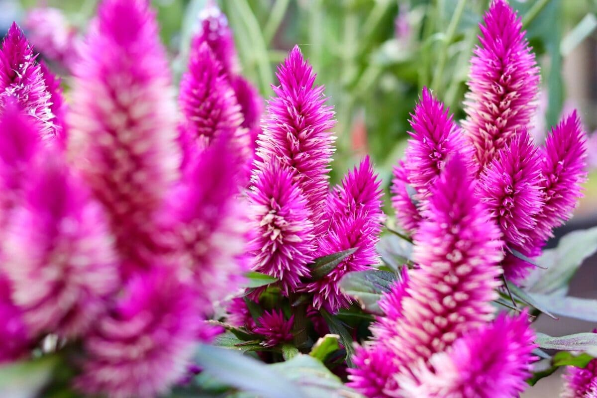 Plant met roze pluimbloemen met groene bladeren