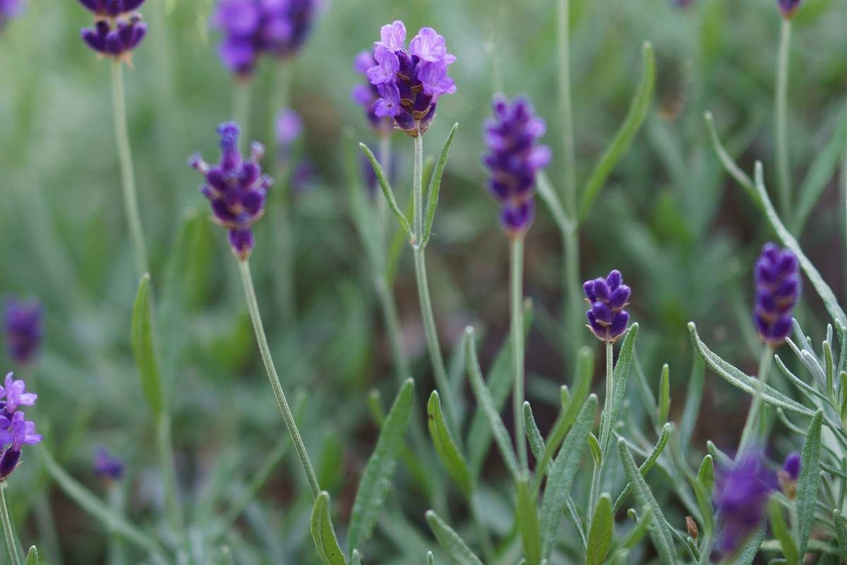 lavendel voor in de volle zon