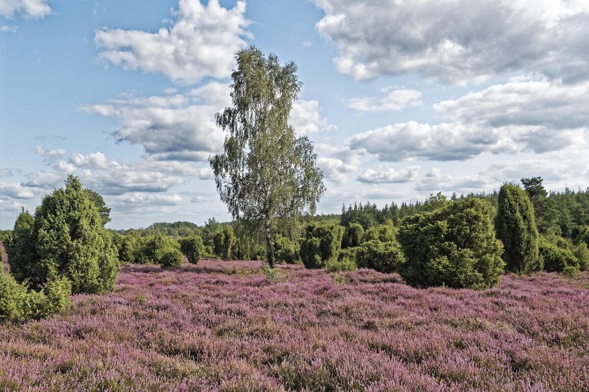 Groene struiken in heidegebied