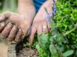 Steentjes worden in pot gedaan bovenop de grond, rondom planten.