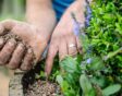 Steentjes worden in pot gedaan bovenop de grond, rondom planten.