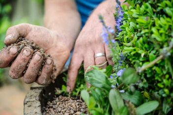 Steentjes worden in pot gedaan bovenop de grond, rondom planten.