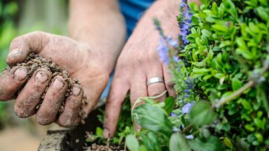 Steentjes worden in pot gedaan bovenop de grond, rondom planten.
