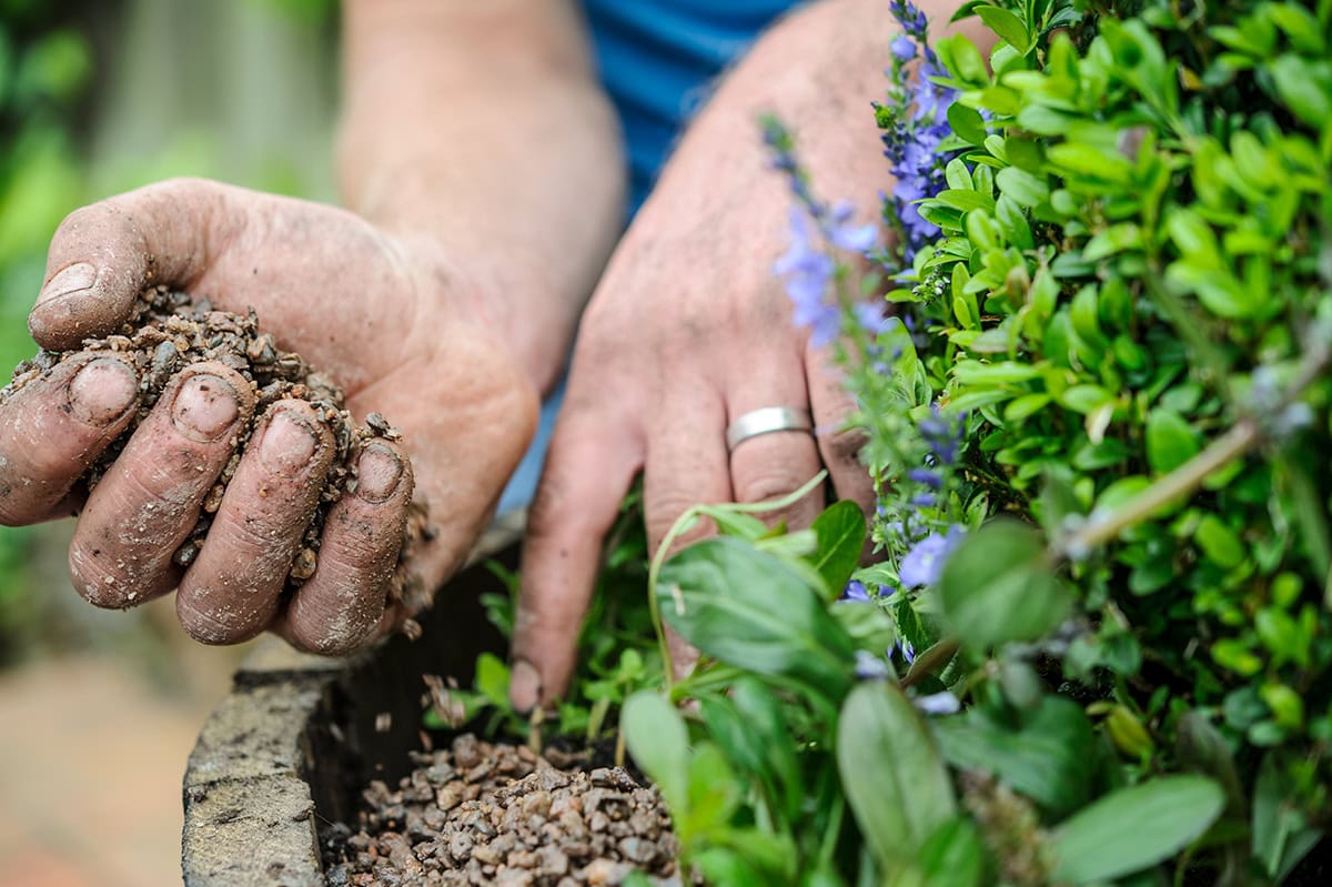 Steentjes worden in pot gedaan bovenop de grond, rondom planten.