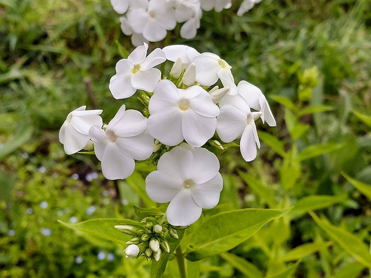 geurende bloemen van de witte Phlox paniculata David
