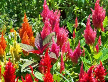 Kleurrijke bloemenpluimen in de tuin