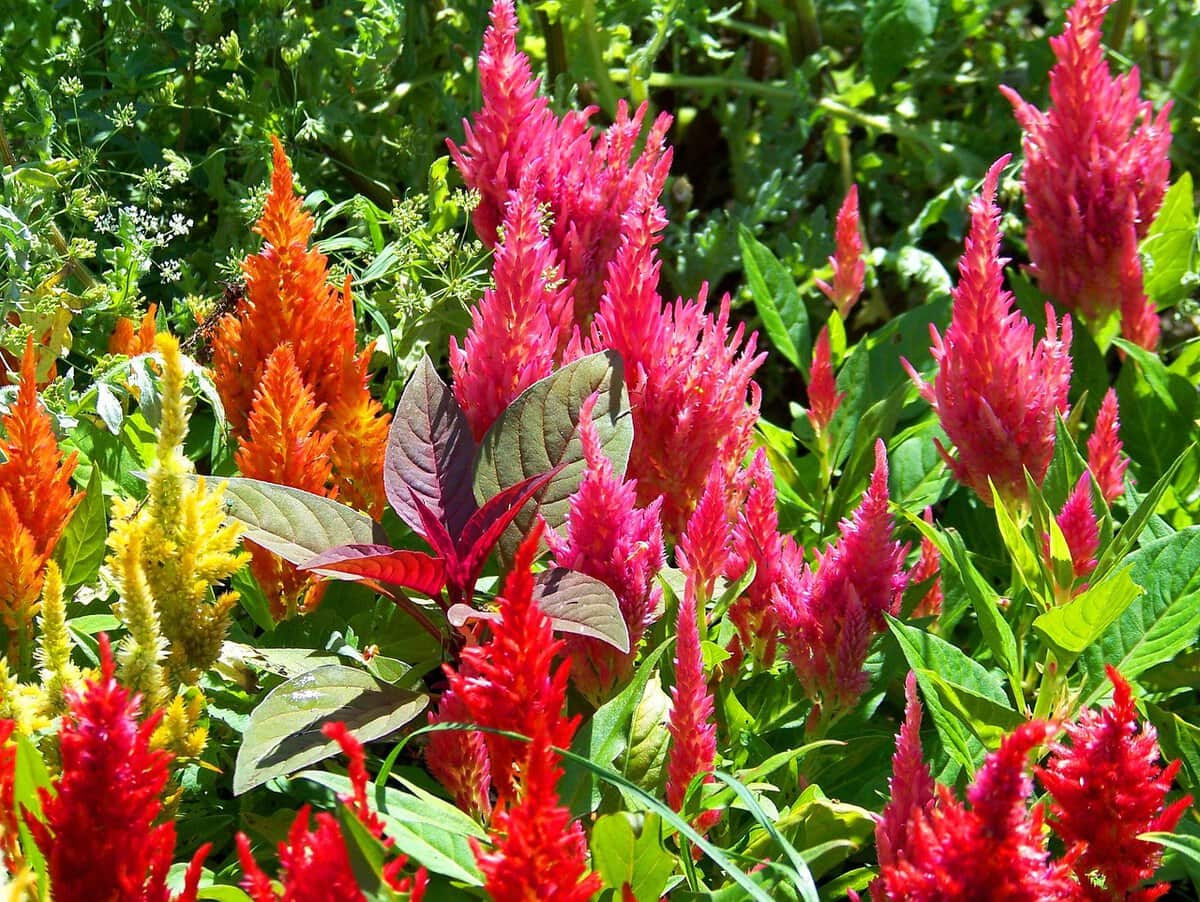 Kleurrijke bloemenpluimen in de tuin