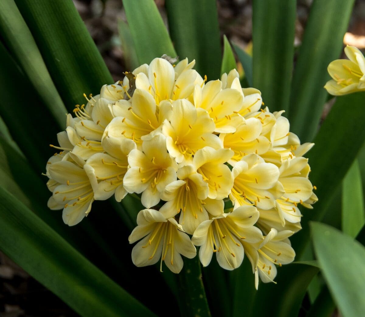 Gele bloemen aan tropische plant met lange, brede groene bladeren.