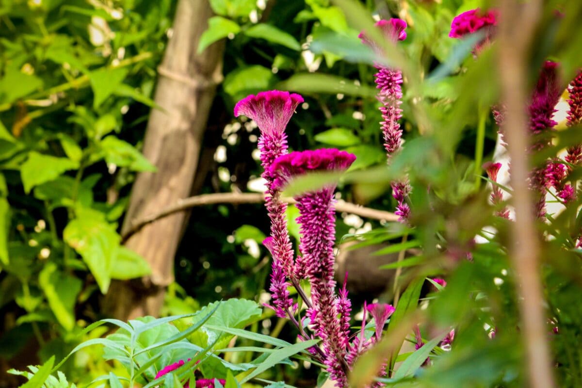Hoog opgaande roze bloemen in tuin