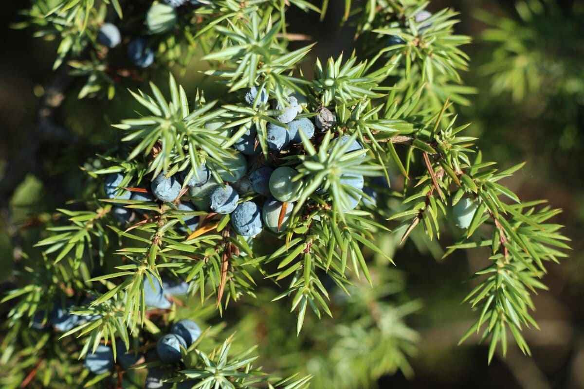 Naadstruik met blauwe bessen