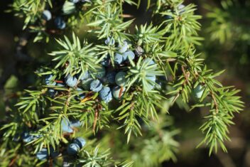 Naadstruik met blauwe bessen