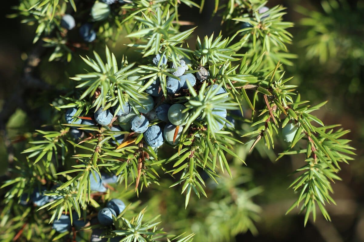 Naadstruik met blauwe bessen