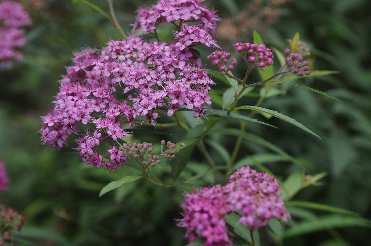roze bloeiende spirea