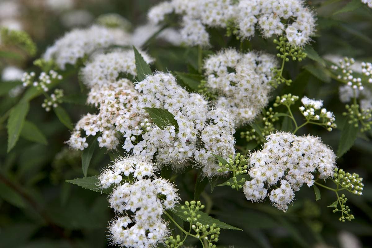 wit bloeiende Spirea japonica
