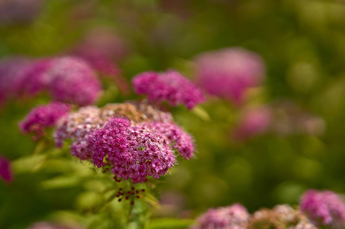 roze bloeiende Spiraea japonica