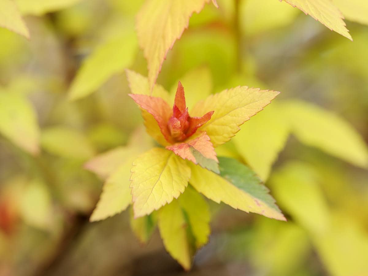 Het jonge gele blad van Spiraea japonica 'Goldflame'. 