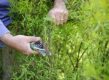 spirea snoeien