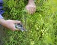 spirea snoeien