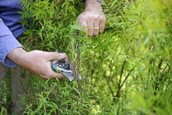 spirea snoeien