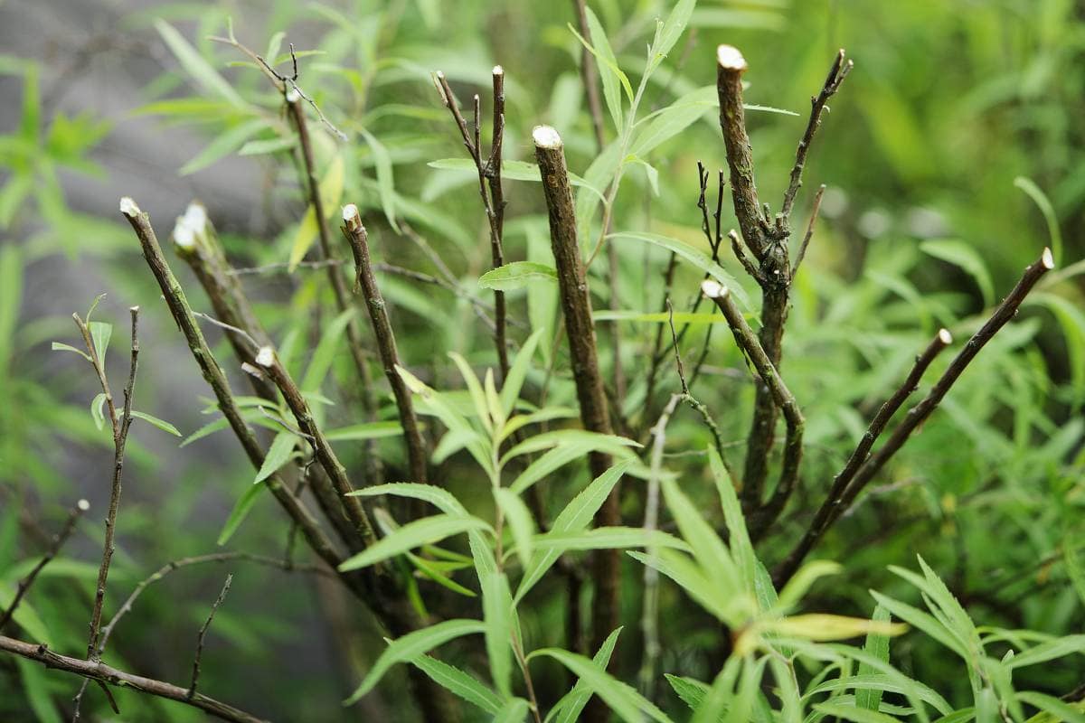 spirea verjongen