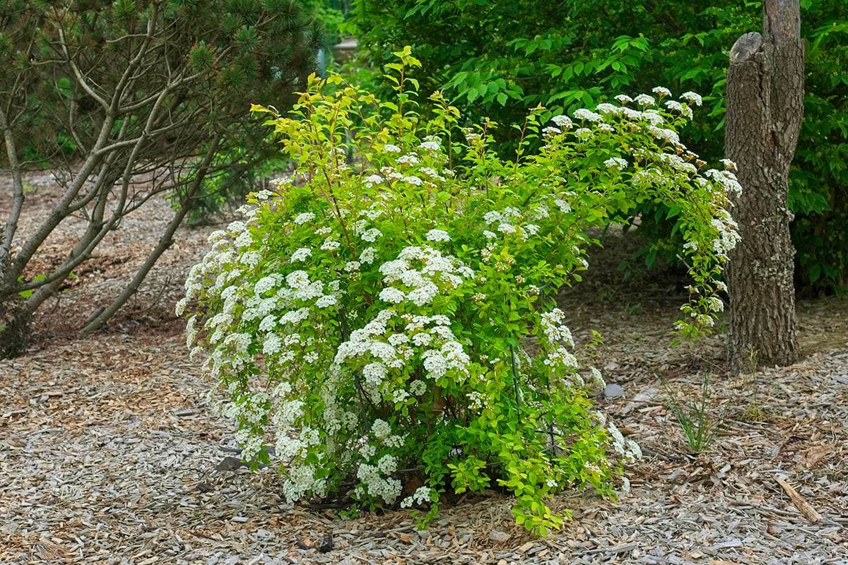 witte spirea