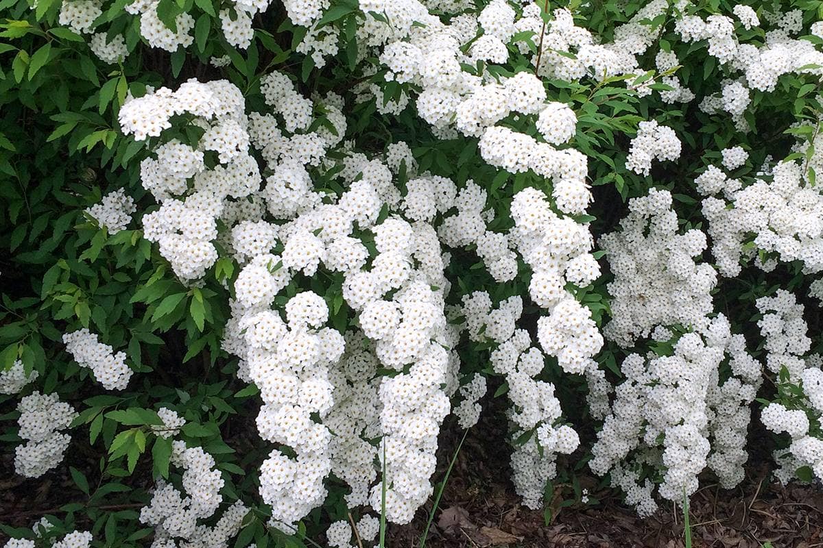 Spiraea vanhouttei met witte bloemen