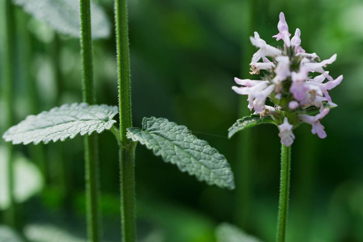 Stachys tuinplant voor in de zon